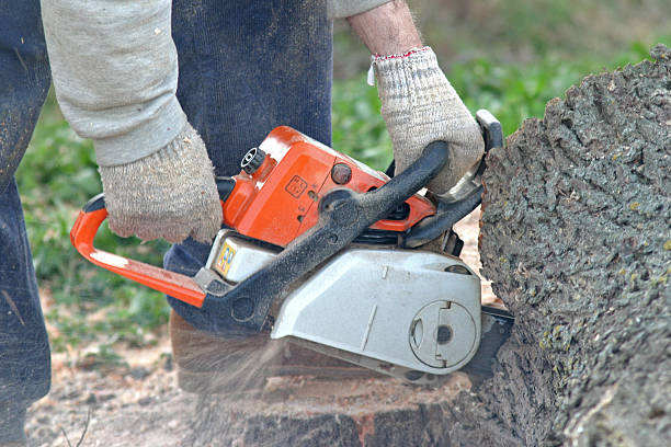 Professional Tree Care in Nederland, CO