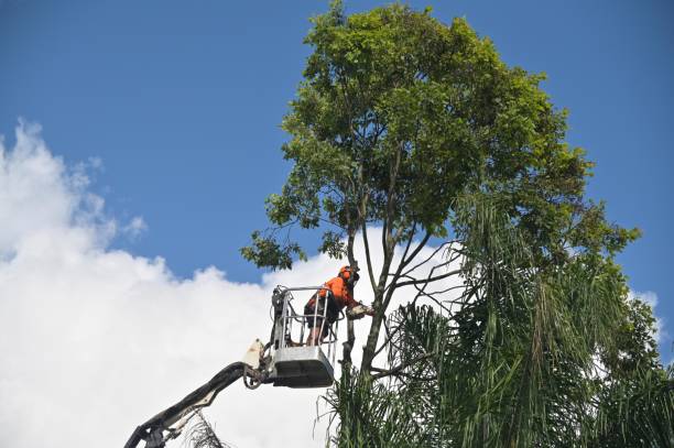 How Our Tree Care Process Works  in  Nederland, CO