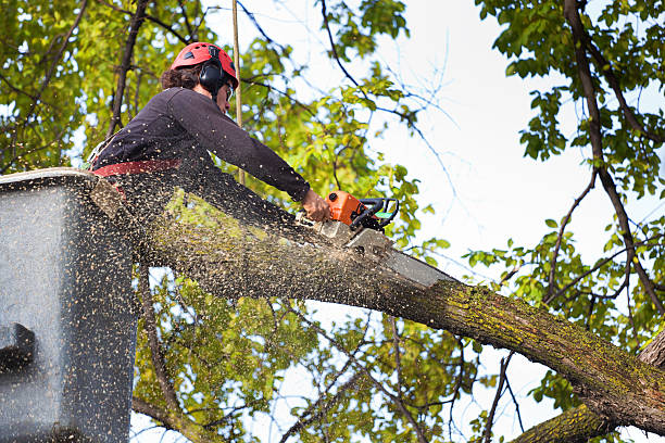 Best Stump Grinding and Removal  in Nederland, CO