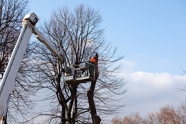 Leaf Removal in Nederland, CO